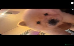 Chow Chow dogs for sale: Chow chow - Image 9