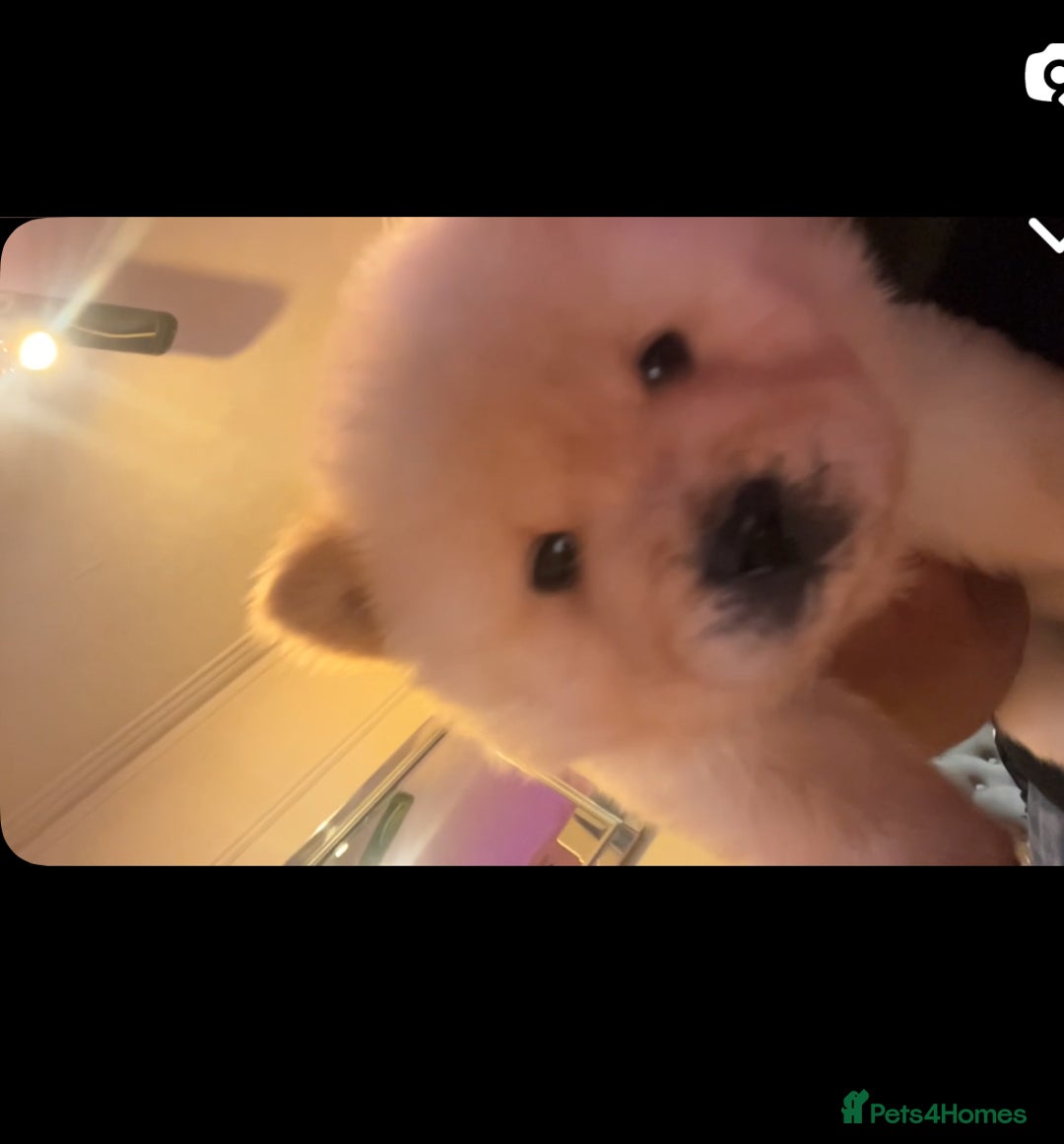Chow Chow dogs for sale: Chow chow - Image 9