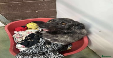 Mixed Breed dogs MAGGIE - Advert 2