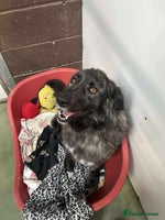 Mixed Breed dogs MAGGIE - Advert 2