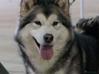 Alaskan Malamute dogs KC registered 5 month old puppy - Advert 14
