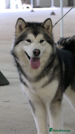 Alaskan Malamute dogs KC registered 5 month old puppy - Advert 1