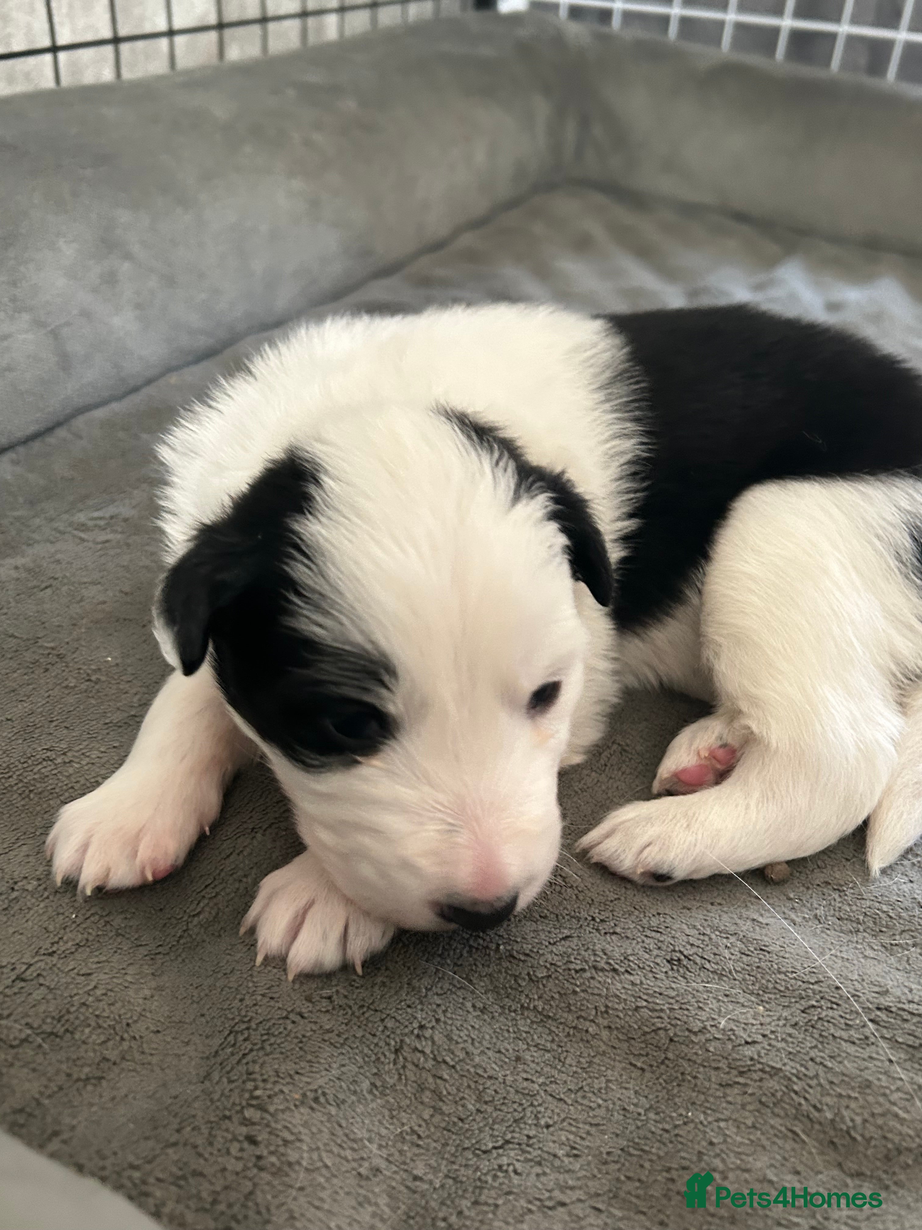 Border Collie dogs Border Collies - mixture of colours - Advert 11