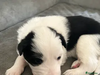 Border Collie dogs Border Collies - mixture of colours - Advert 11