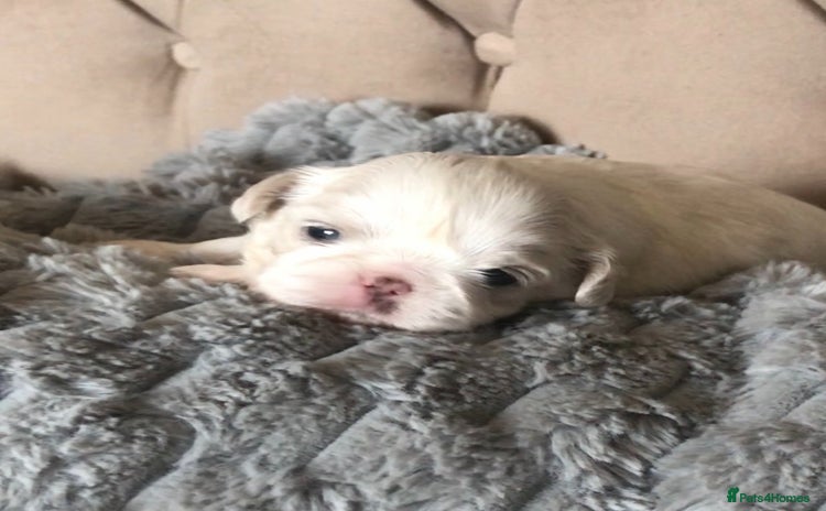 Shih Tzu dogs - Advert 2