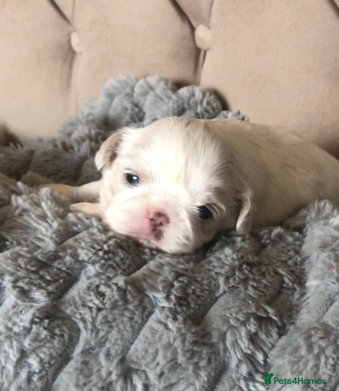 Shih Tzu dogs for sale: ✨Stunning Imperial puppies ✨ - Image 1
