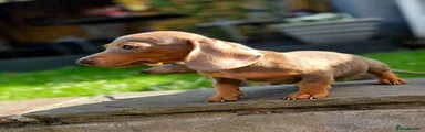 Miniature Dachshund 2