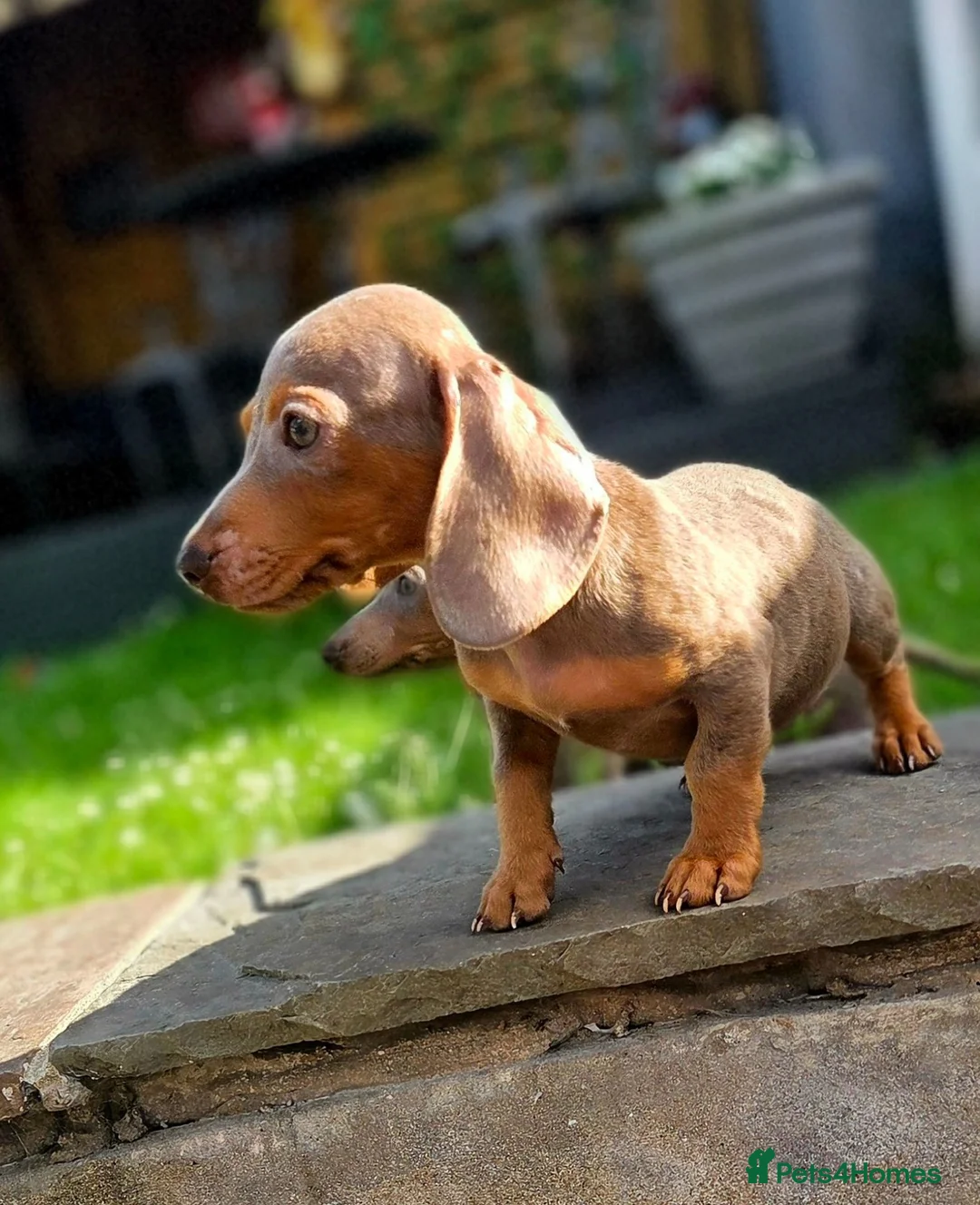 Miniature Dachshund dogs for sale: Dachshund puppies  - Advert 1