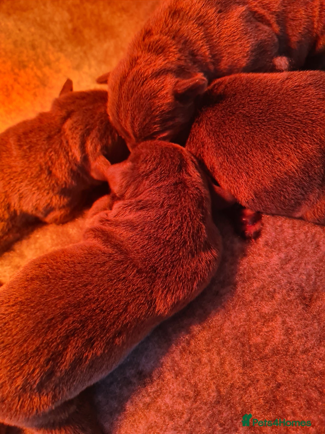 Staffordshire Bull Terrier dogs for sale: Kc blue Staffordshire bull terriers - Advert 1