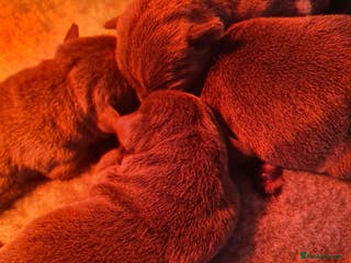 Staffordshire Bull Terrier dogs Kc blue Staffordshire bull terriers - Advert 3