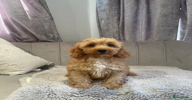 Cockapoo dogs - Advert 15