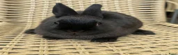 Netherland Dwarf rabbits for sale: 4 Adorable Dwarf Bunnies  - Advert 6