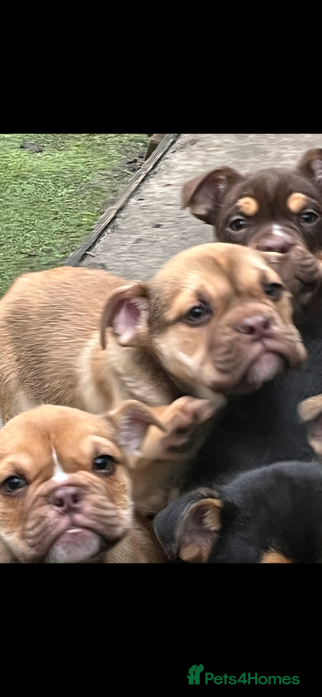 Mixed Breed dogs for sale: 3/4 English bulldog babies  - Image 4