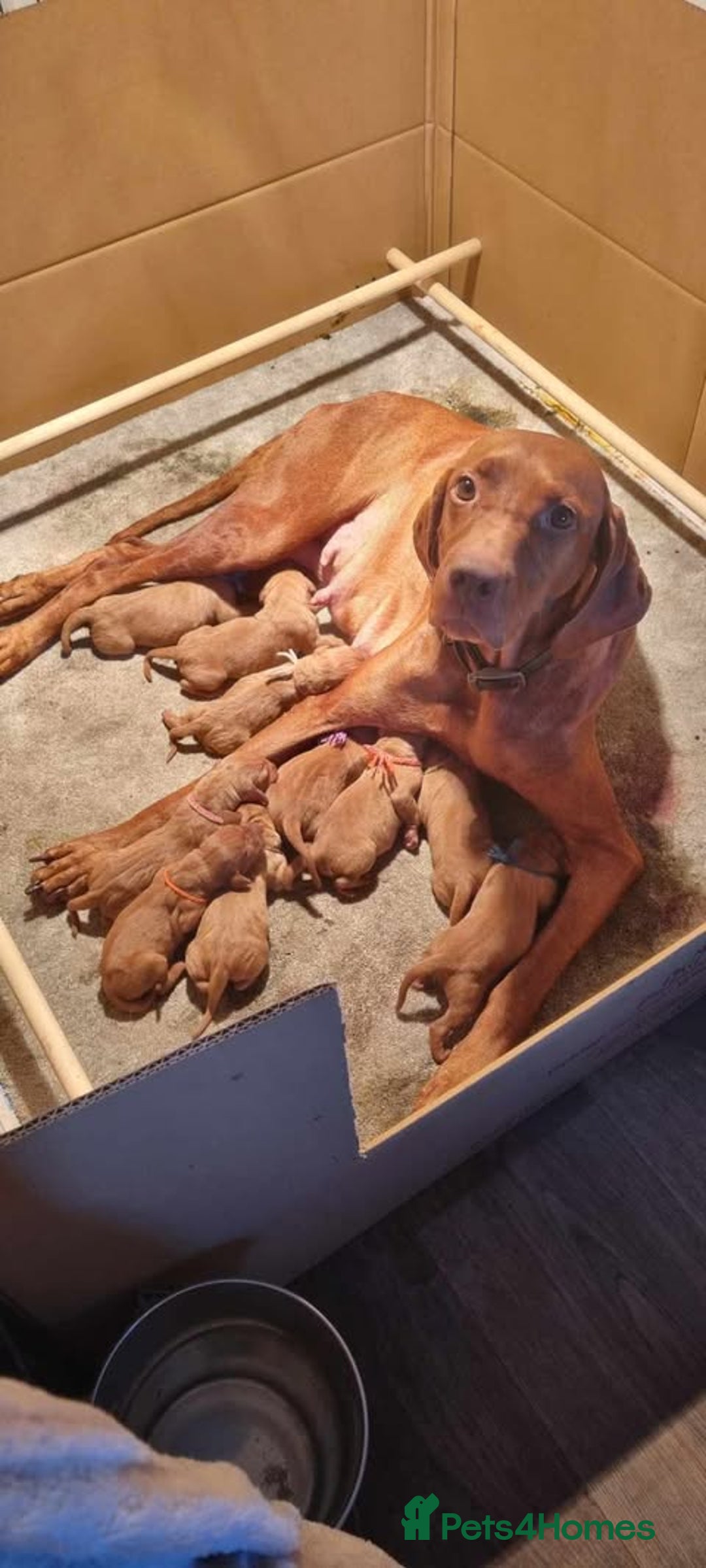 Hungarian Vizsla dogs for sale: Hungarian Vizsla male 8 months - Image 3