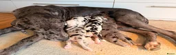 Great Dane dogs for sale: Great Danes puppies  in London - Advert 22