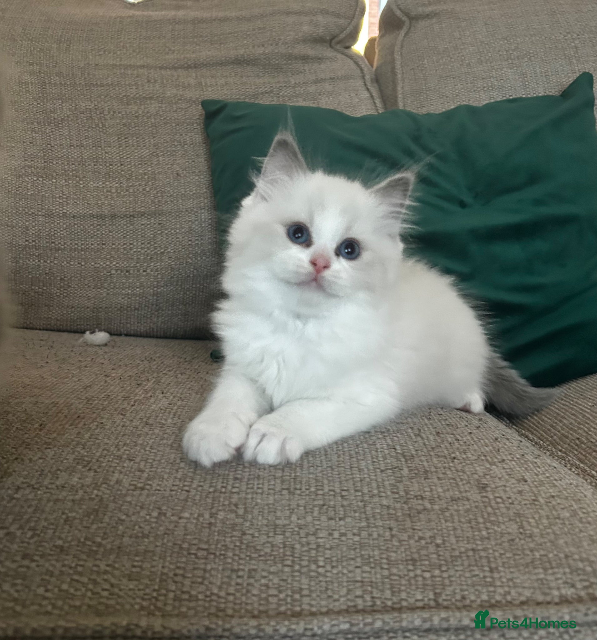 Ragdoll cats 1 handsome Ragdoll kitten left  - Advert 11