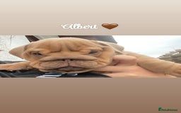 English Bulldog dogs for sale: English bulldog puppies  - Image 14