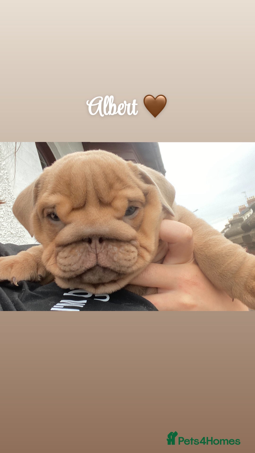English Bulldog dogs for sale: English bulldog puppies  - Image 14