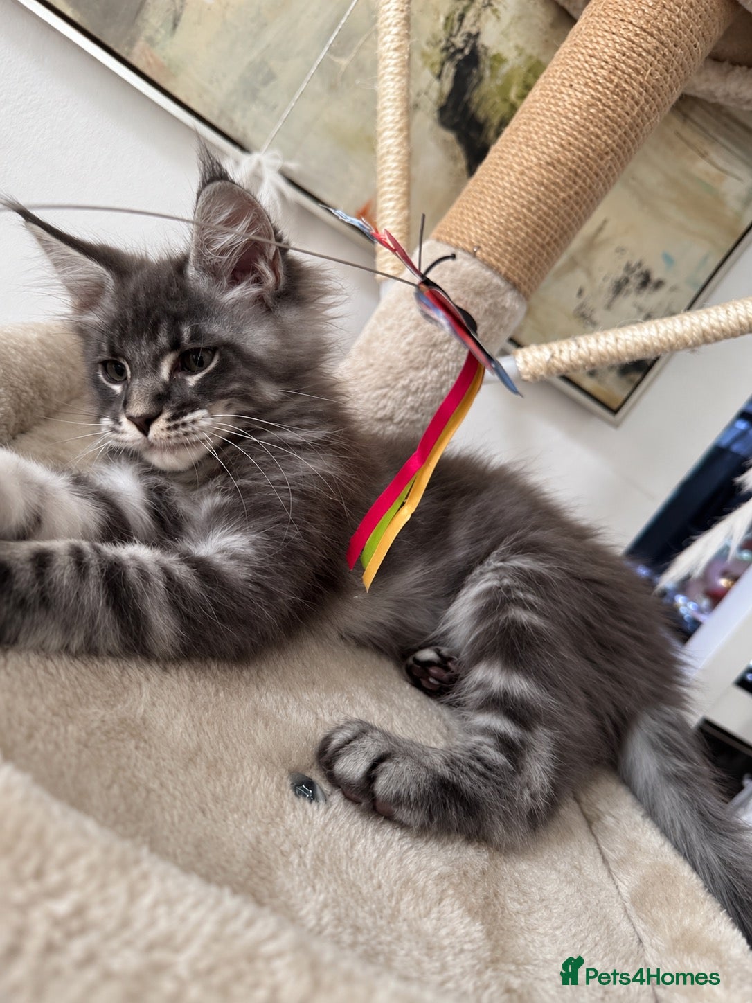 Maine Coon cats Tica Registered 5 Russian Mainecoon   - Advert 1