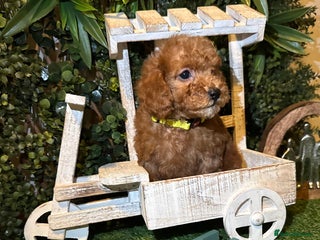 Toy Poodle dogs - Advert 13