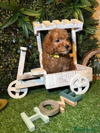 Toy Poodle dogs - Advert 1