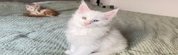 Maine Coon cats for sale: Cute Main Coon kittens from purebred parents  - Advert 9