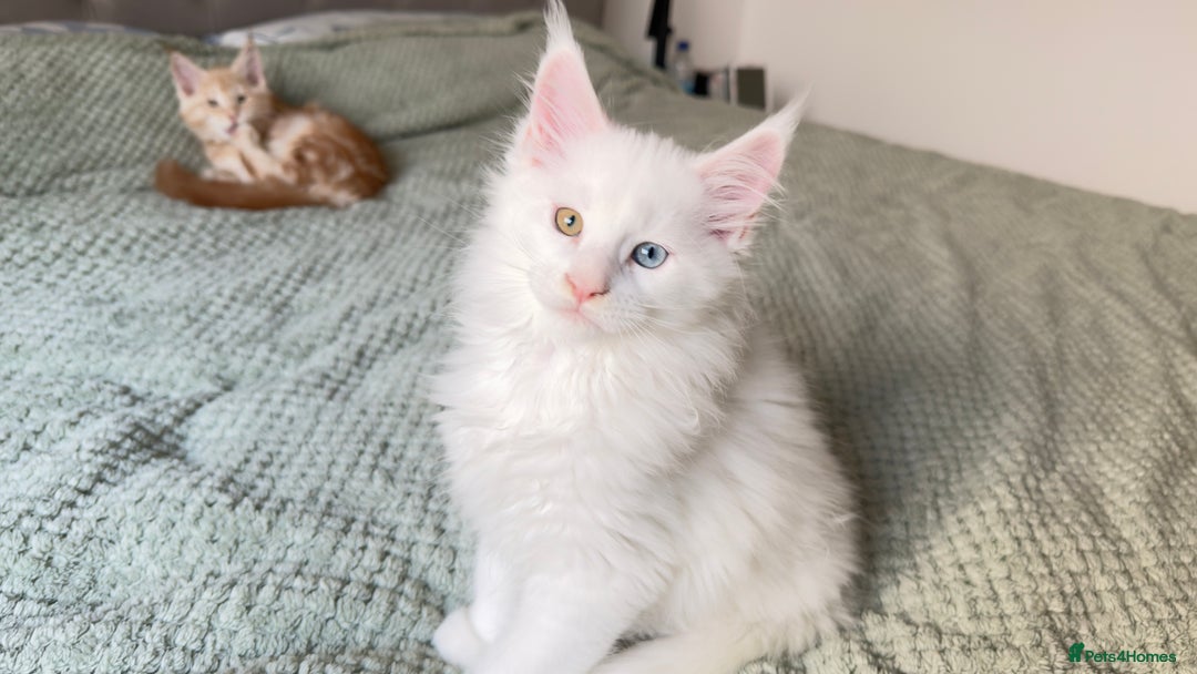 Maine Coon cats for sale: Cute Main Coon kittens from purebred parents  - Advert 9