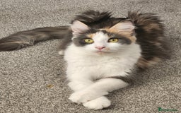 Maine Coon cats for sale: Maine Coon Kittens purebred – Reserve Now - Image 3