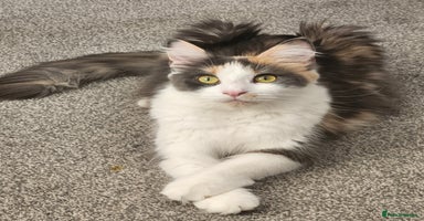Maine Coon cats - Advert 9