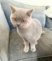 British Shorthair cats Fawn PKD Clear Active GCCF Reg Male - Advert 1
