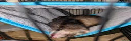 Ferret rodents for sale: 2 Ferrets for Sale, Seeking a Loving Home 15weeks - Advert 5