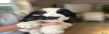 Cocker Spaniel 1