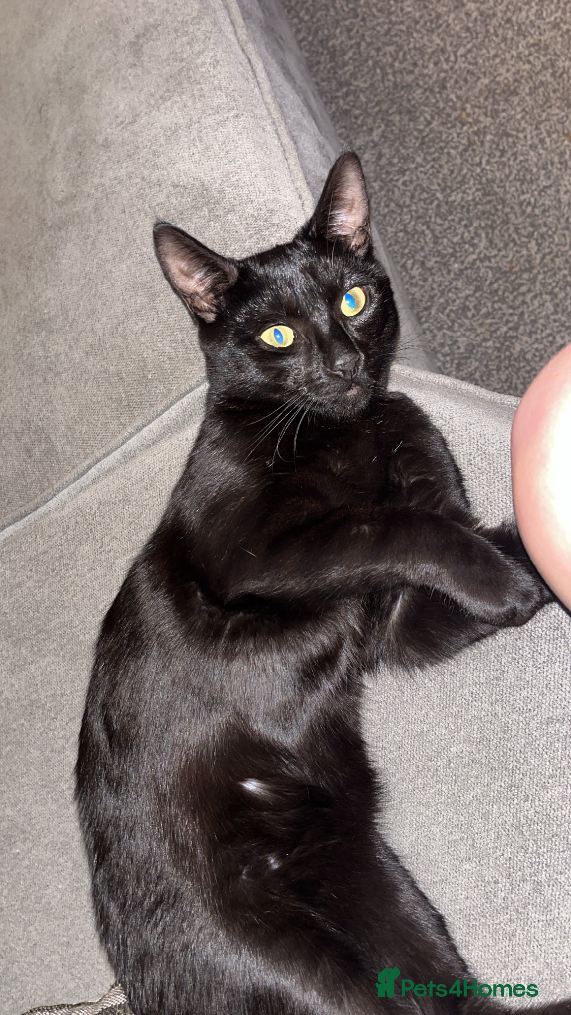 Mixed Breed cats Theodore (Theo) - Advert 2