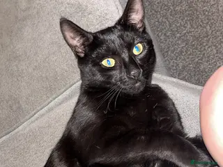 Mixed Breed cats Theodore (Theo) - Advert 2