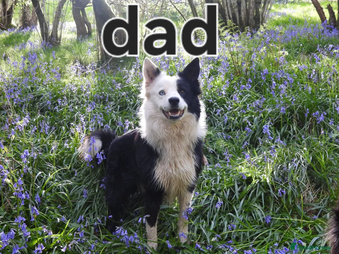 Border Collie dogs for sale: 4 Border collie pups for sale  - Advert 7