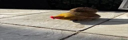 Chickens poultry for sale: Golden partridge Pekin bantam  - Advert 3