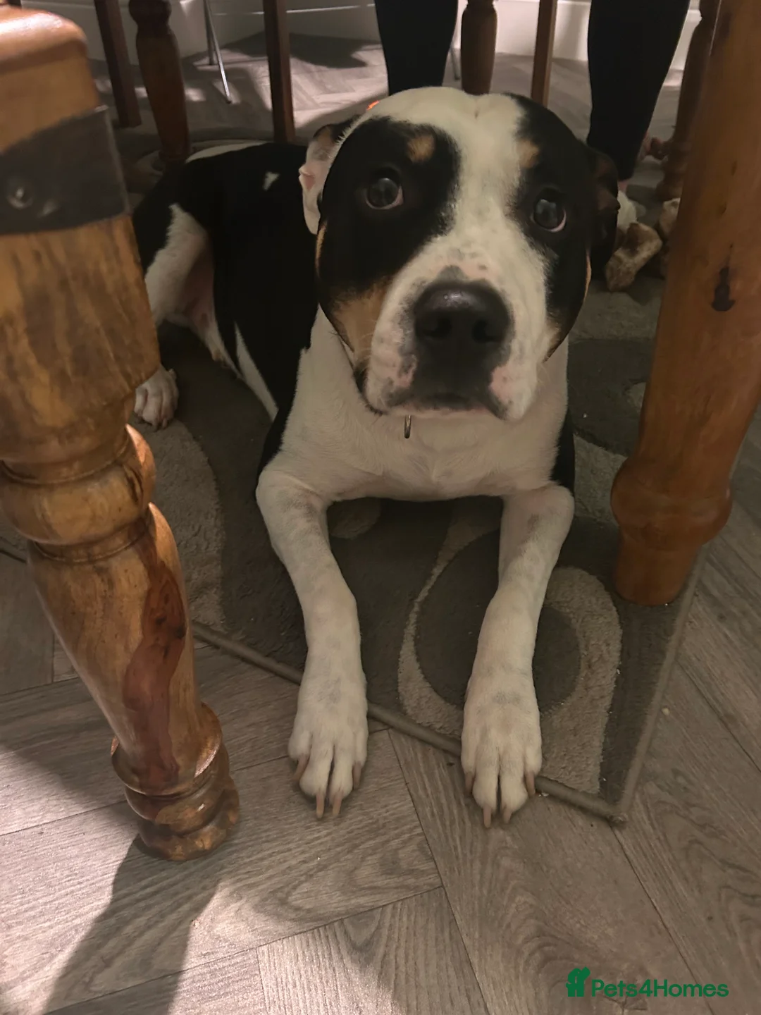 Staffordshire Bull Terrier dogs for stud: For stud  - Advert 5