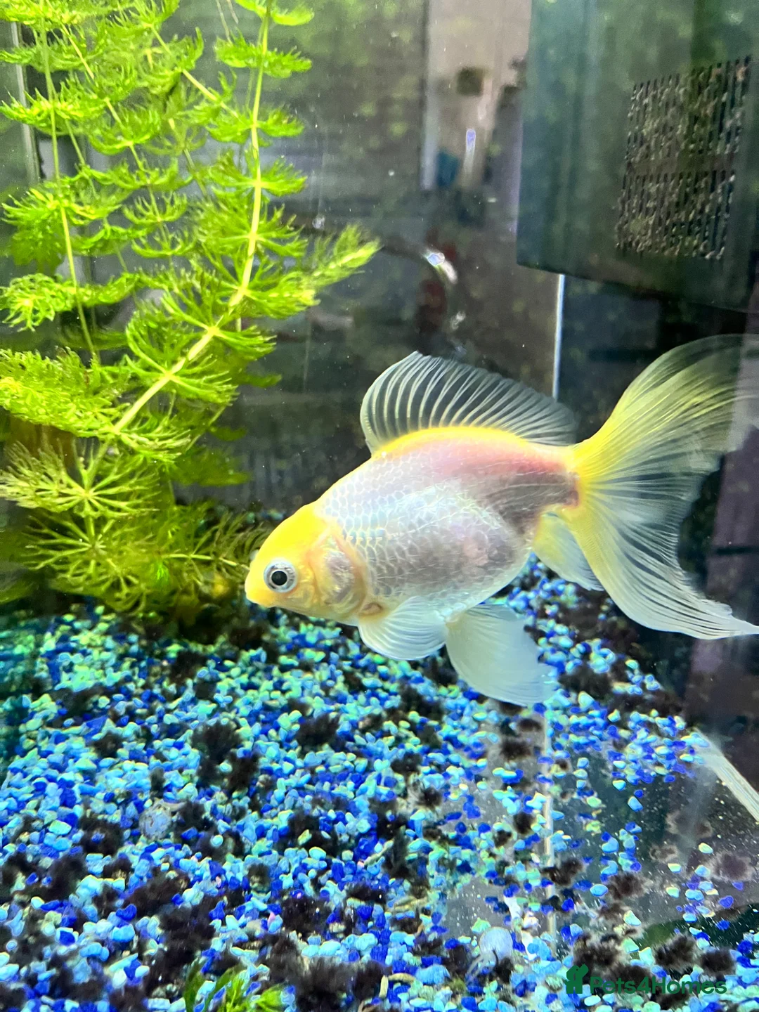 Fancy Goldfish fish for sale: Cold water fancy goldfish in Romsey - Advert 2