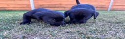 Labrador Retriever dogs for sale: KC Registered Labrador Puppies 🐾🐾🐾 - Advert 5