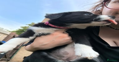Border Collie dogs - Advert 2