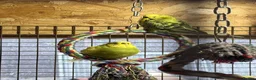 Budgerigars birds for sale: Budgies for sale  - Advert 3
