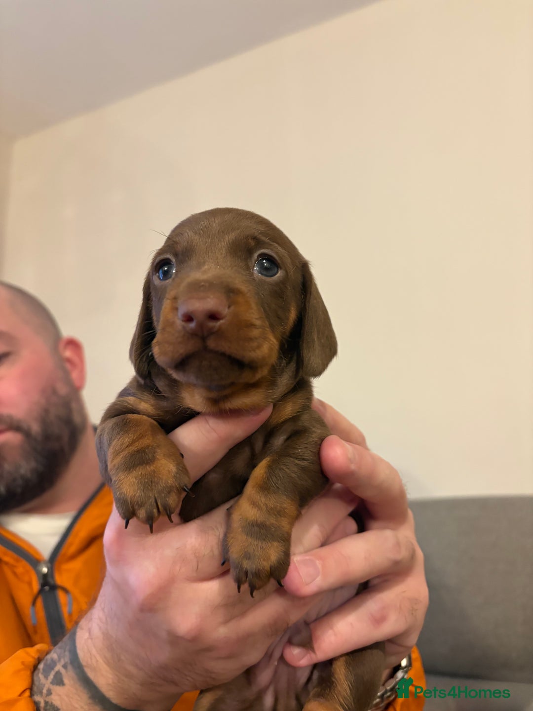 Miniature Dachshund dogs for sale: Beautiful best of breed litter - Advert 10