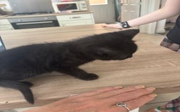 Mixed Breed cats for sale: 4 black fluff balls  - Image 23