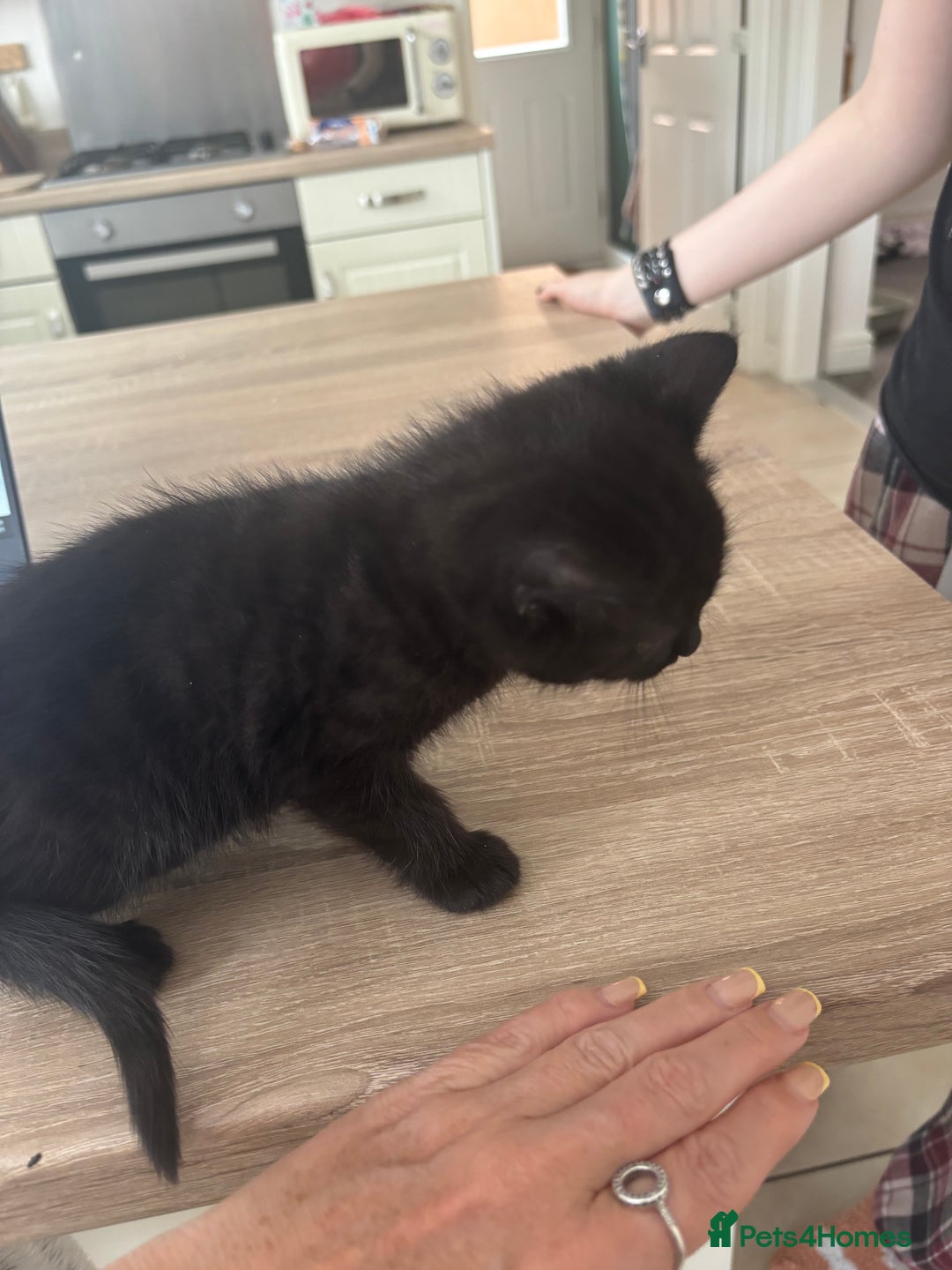 Mixed Breed cats for sale: 4 black fluff balls  - Image 23