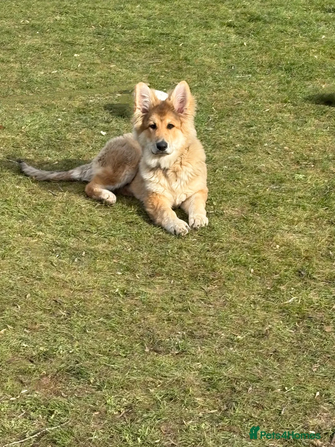 German Shepherd dogs for sale: German Shepherd Puppy in Birmingham - Advert 2