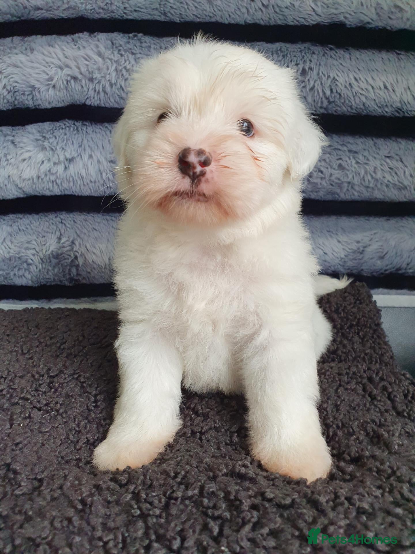 Tibetan Terrier dogs 1 STUNNING MALE Tibtan Terrier - Advert 2