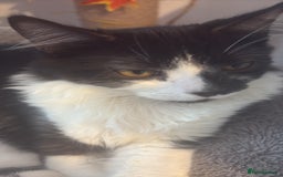 British Longhair cats for sale: Rescue kittens🧡 - Image 24