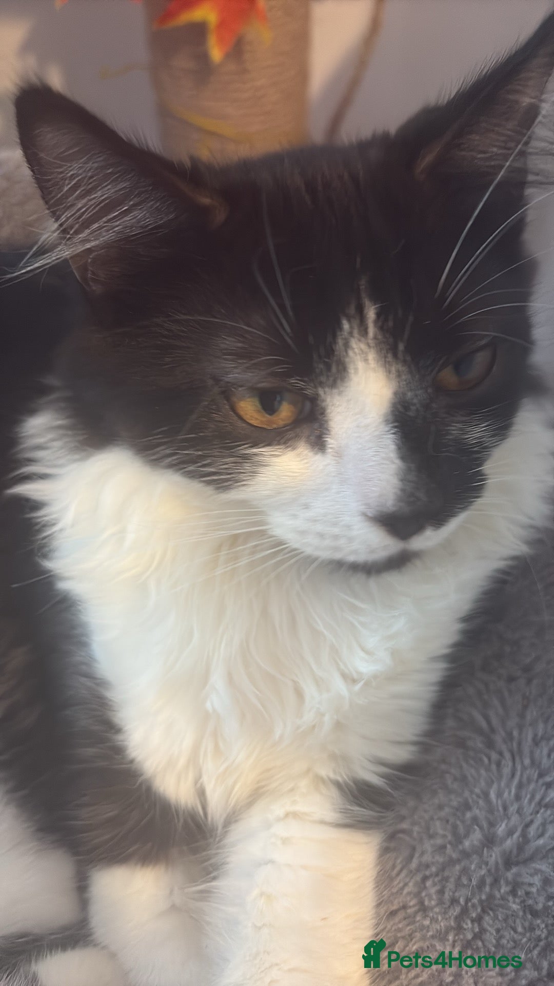 British Longhair cats for sale: Rescue kittens🧡 - Image 24