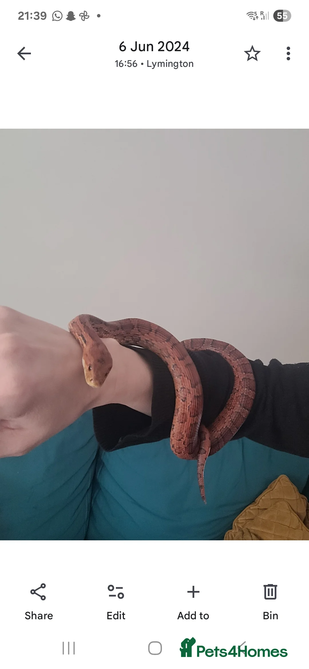 Corn Snake reptiles for sale: Rehome for a friendly, happy Corn Snake in Lymington - Advert 2