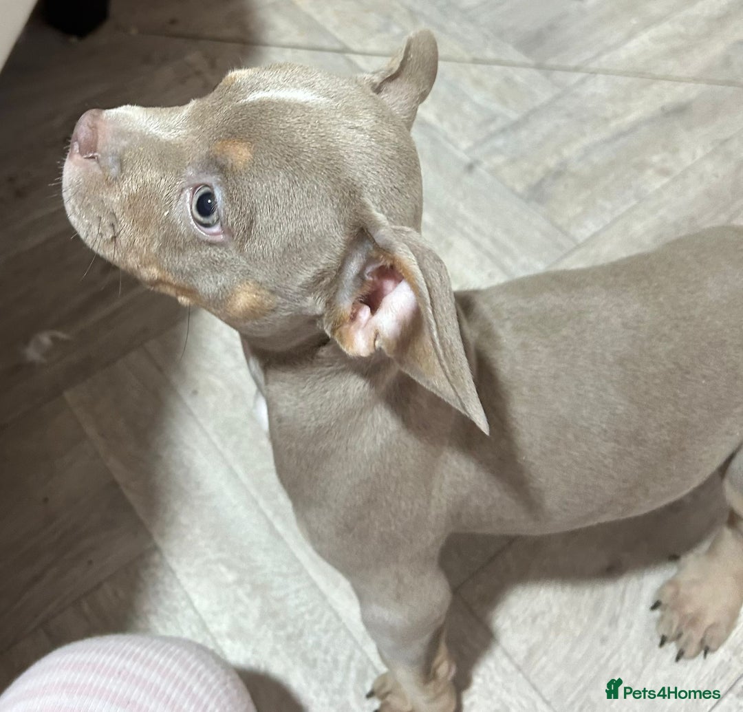 American Bully dogs for sale: Pocket Bully puppy’s  - Image 9